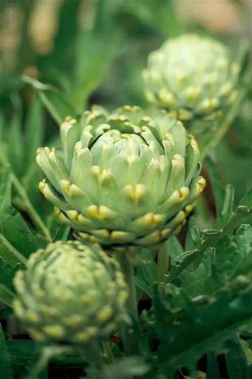 Посадите эти 7 многолетних овощей, чтобы получать урожай каждый год