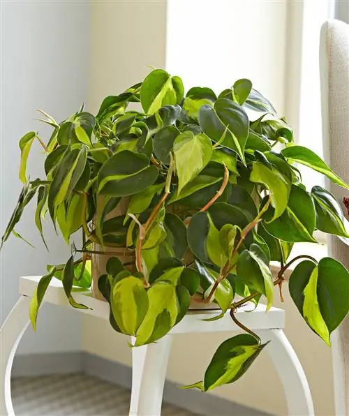 Филодендрон Бразилия