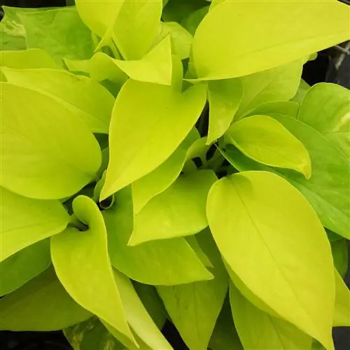 крупный план неоновых листьев потоса