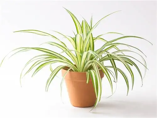 паутинное растение в терракотовом горшке на белом фоне