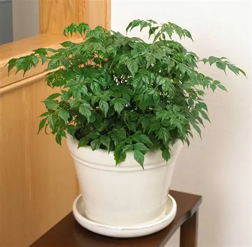 фарфоровая кукла сидит на столе