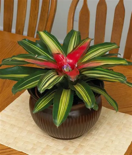 краснеющая бромелия в горшке