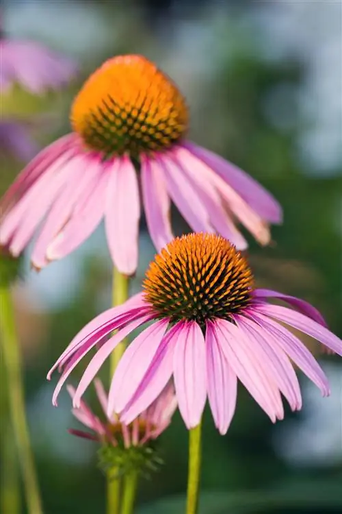 Фиолетовая эхинацея