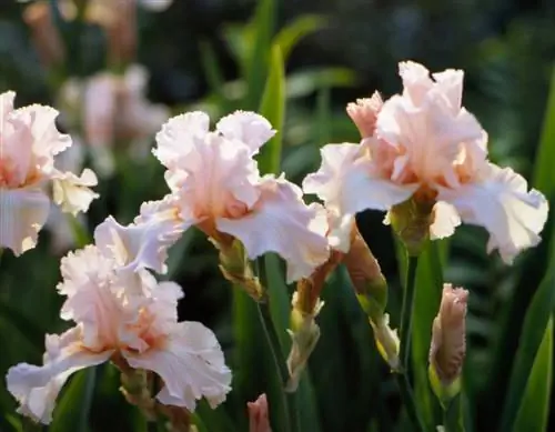 Ирис германский