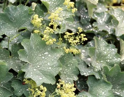 дамская накидка alchemilla mollis