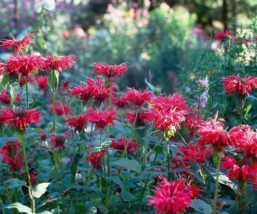 Пчелиный бальзам