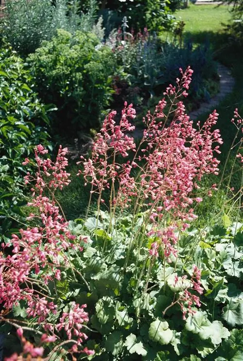 Коралловые колокольчики