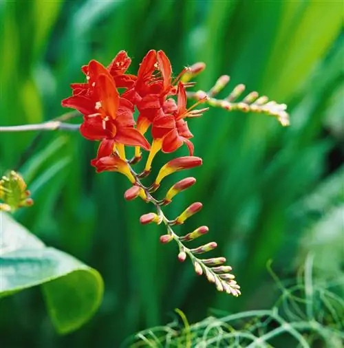 цветник крокосмия