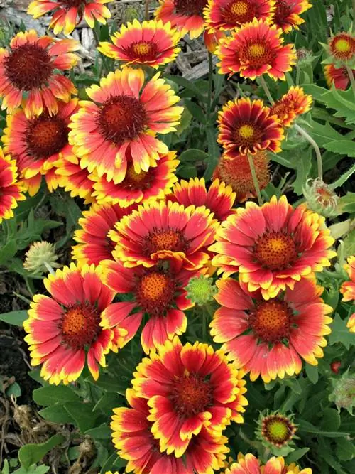 Гайярдия Фанфары