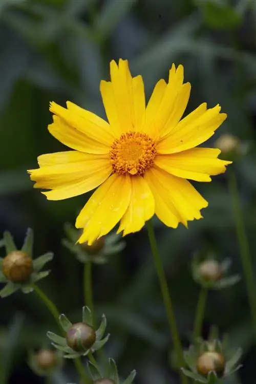 желтый кореопсис