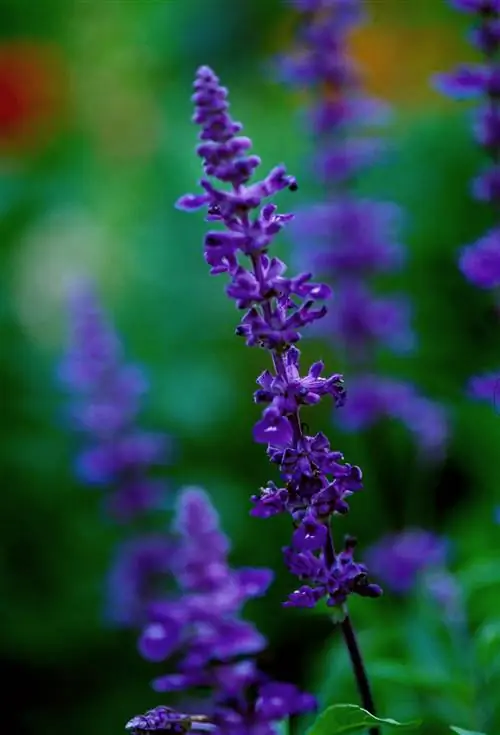 Синий шалфей мучнистый