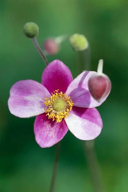 розовый японский анемон гибрида подробно