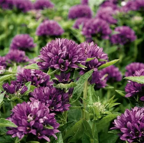 Колокольчик клубочковый