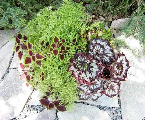 Роговой сад