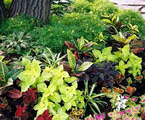 Роговой сад