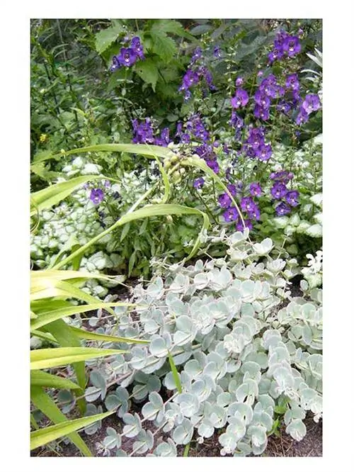 Роговой сад