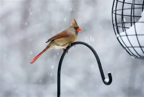 кардинал сидит на черном металлическом окуне в снегу