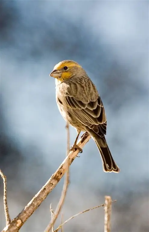 птица сидит на ветке в саду