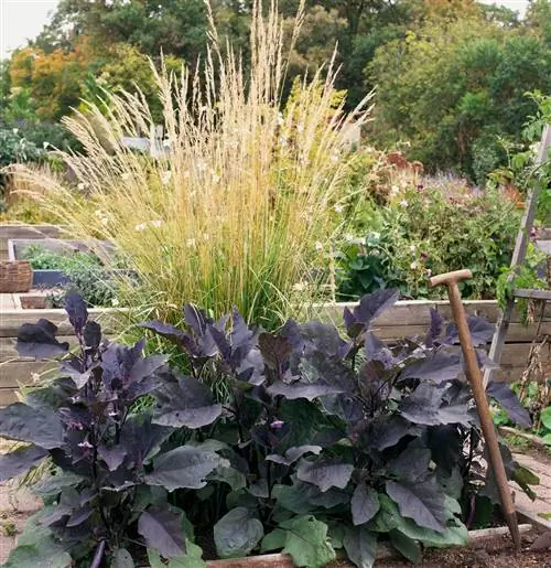 Перо тростниковый баклажан