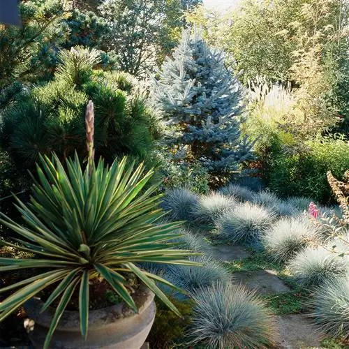 легкая идея ландшафтного дизайна текстура растений