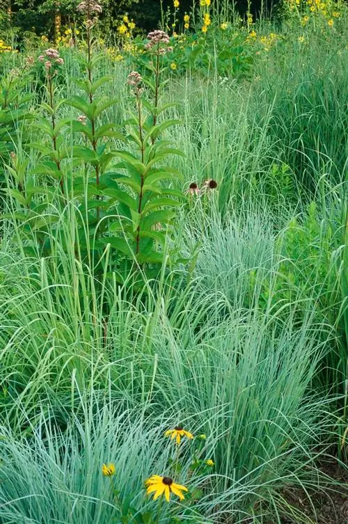 Большой голубой стебель Andropogon gerardii