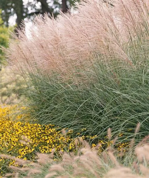 Мискантус декоративная трава