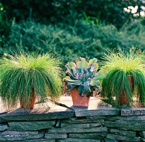 Волоконно-оптическая трава Isolepis cernua