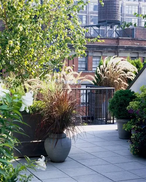 Террасные растения в горшках