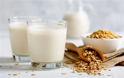 Два стакана овсяного молока и немного овса рядом на столе