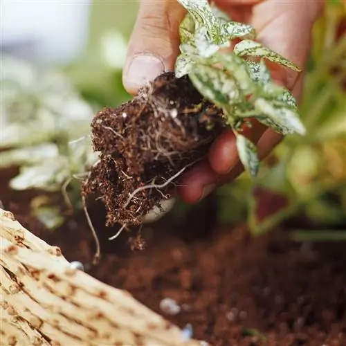 добавление небольшого растения в подвесную корзину