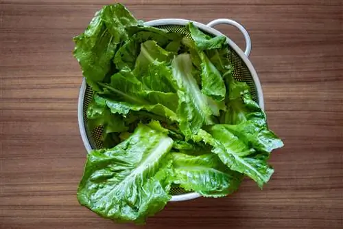 промытый салат