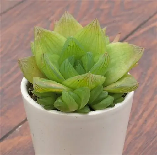 haworthia cooperi прозрачный суккулент в белом горшке на столе
