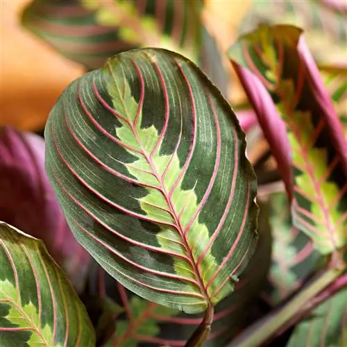 молитвенное растение maranta leuconeura молитвенное растение maranta leuconeura