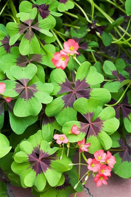Железный крест Oxalis Oxalis tetraphylla Железный крест Oxalis Oxalis tetraphylla