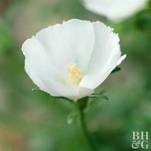 Callirhoe alcaeoides 'Logan Calhoun'