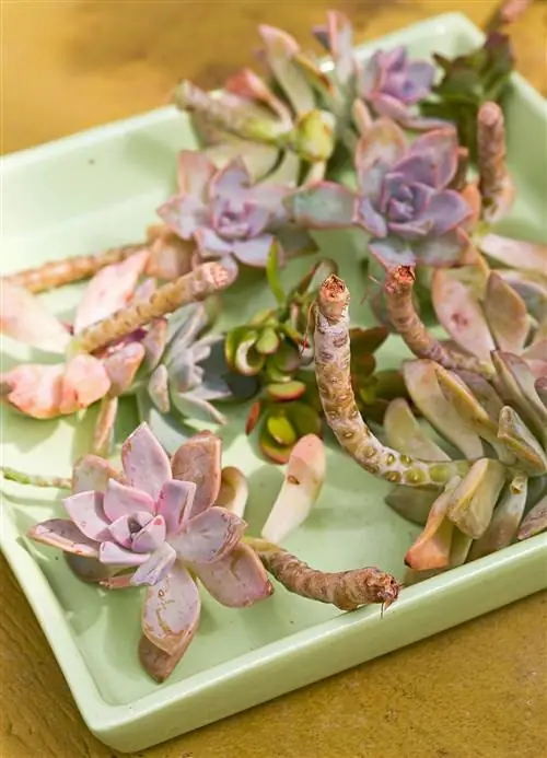 обрезки суккулентных растений на зеленом подносе