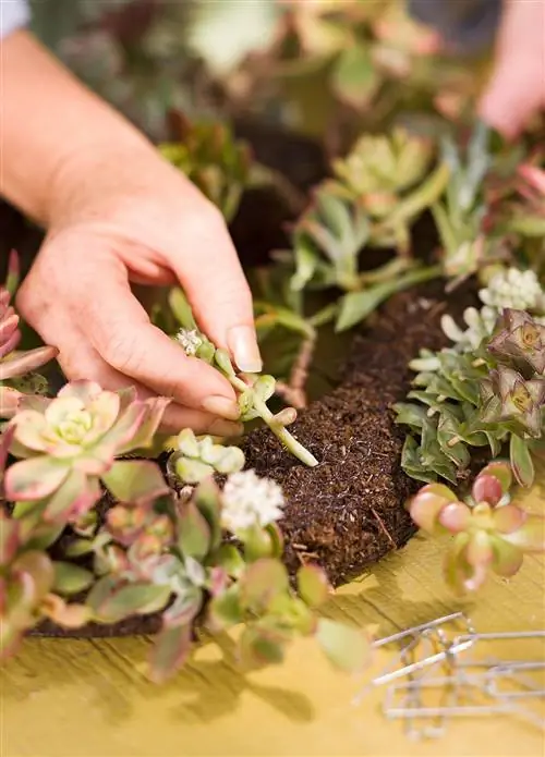 размещение суккулентов в отверстиях венка