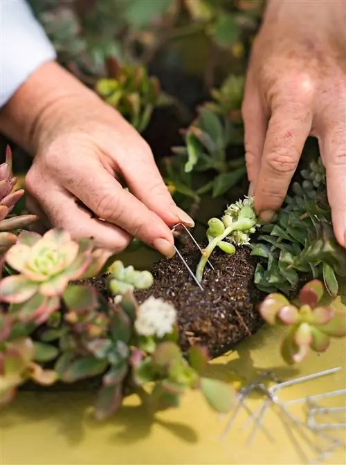 Размещение булавки с суккулентами на венке