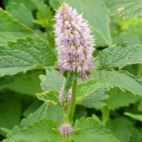 Анисовый иссоп 'Blue Fortune' (Agastache 'Blue Fortune')