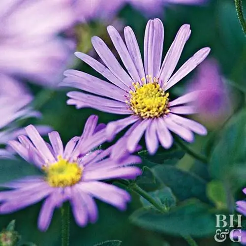 Астра 'Монч'