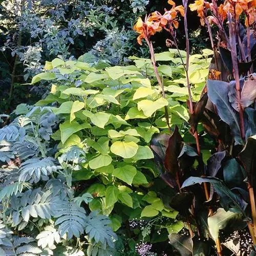 Катальпа золотая (Catalpa bignonioides 'Aurea')