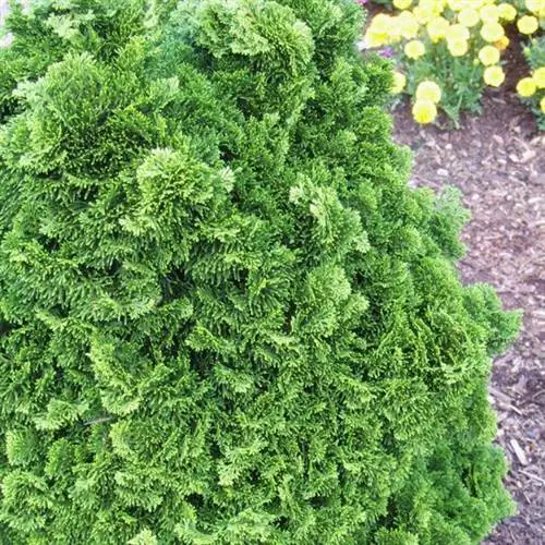 Карликовый кипарисовик хиноки (Chamaecyparis obtusa 'Nana')
