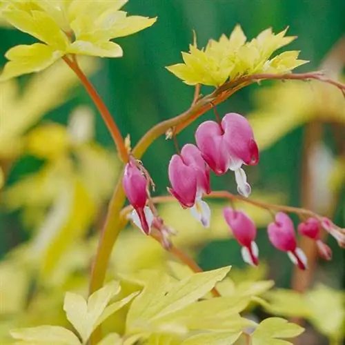 Кровоточащее сердце "Золотое сердце" (Dicentra spectabilis "Gold Heart")