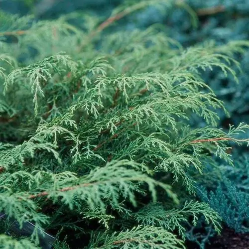 Кипарисовик сибирский (Microbiota decussata)