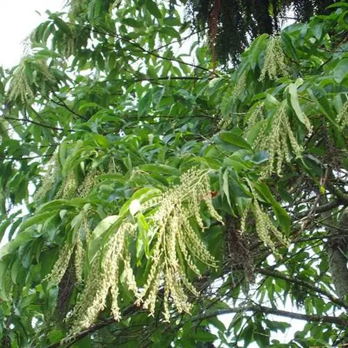 Кислое дерево (Oxydendrum arboreum)