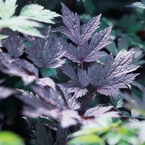 Победители конкурса Great Plant Picks за пейзажи северо-запада Тихого океана