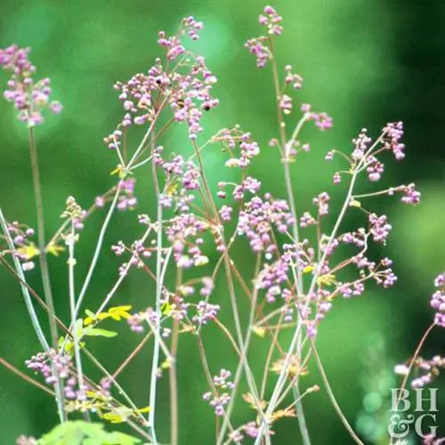 Коломбина луговая рута Thalictrum aquilegiifolium