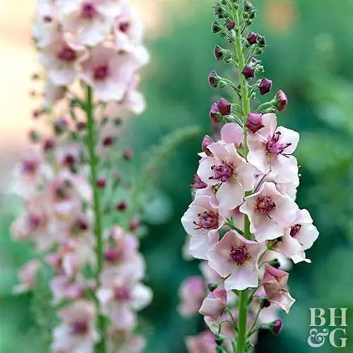 Коровяк 'южное очарование' Verbascum