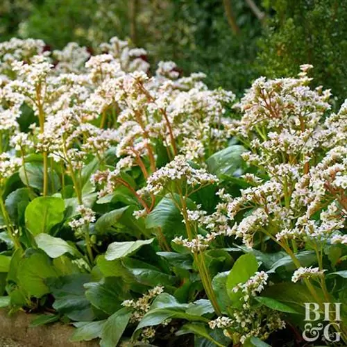 Бадан сердцелистный 'Брессингем Уайт'