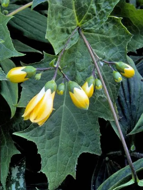 Kirengeshoma palmata желтые восковые колокольчики